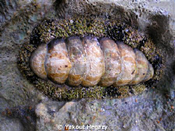 Giant chiton by Yakout Hegazy 